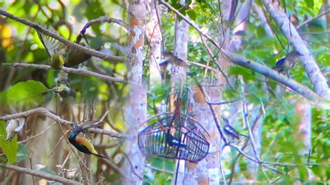 Mikat Burung Kacer Sebanyak Ini Hanya Di Pinggir Jalan Lintas Youtube