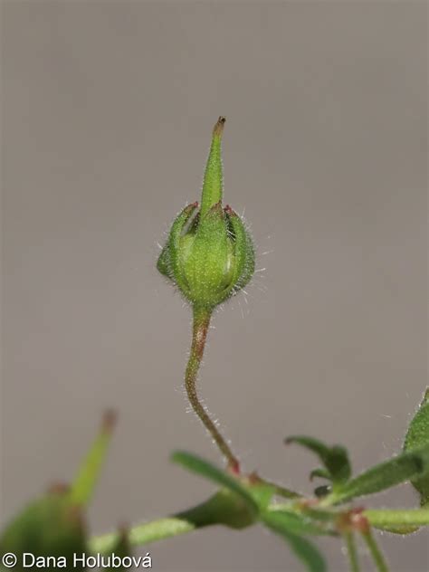 Geranium molle kakost měkký Pladias Databáze české flóry a vegetace