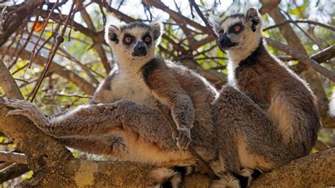 Lemurs: A diverse group of endangered primates | Live Science