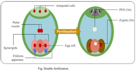 What Is The Function Of The Two Male Gametes Produced By Each Pollen