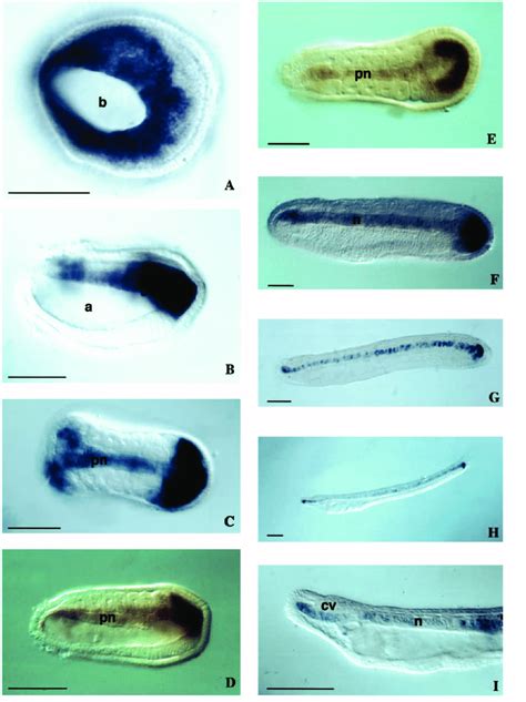 Brachyury Rna Expression In Amphioxus Embryos And Larvae As Revealed Download Scientific