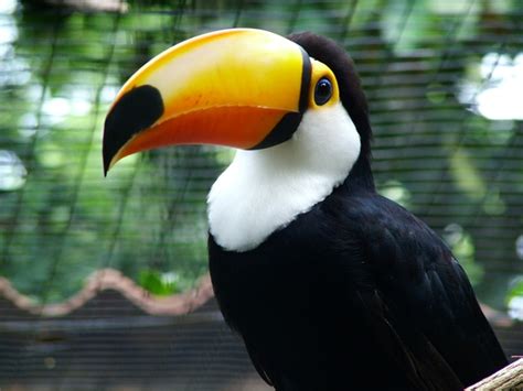 Free Brazilian Toucan Stock Photo - FreeImages.com