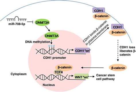 Downregulation Of Dnmt3a By Mir 708 5p Inhibits Lung Cancer Stem Cell