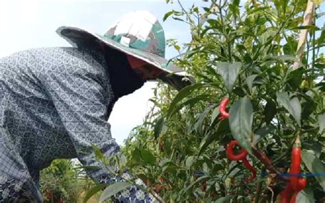 Hama Patek Dan Lalat Buah Menyerang Tanaman Petani Di Purwakarta