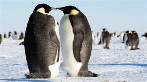 Extinct Colossus Penguin Was Nearly 7 Feet Tall