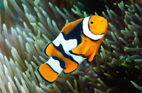 Percula Clownfish (Amphiprion percula): Ultimate Care Guide - Fish ...