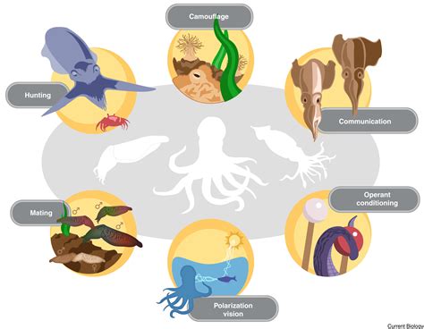 The Neural Basis Of Visual Processing And Behavior In Cephalopods