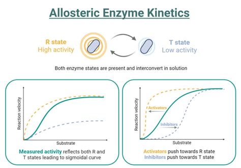 Allosteric Inhibition Mechanism Cooperativity Examples