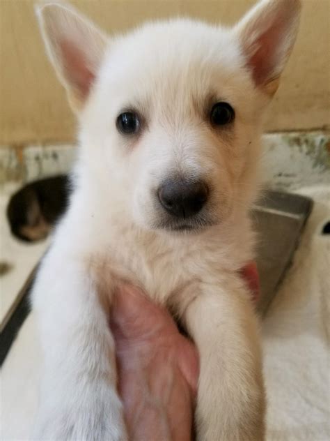 German Shepherd puppy for sale white male brown collar 6 weeks old - Burgin Snowcloud Shepherds