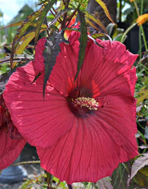 Hibiscus Flower Hibiscus Plant Care Guide Raleigh Nc