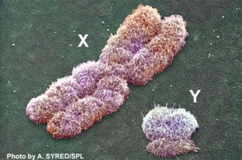 Renovating a runt – the extreme evolution of the Y chromosome