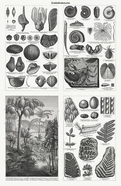 Fossils and plants from the Carboniferous period (Print #19827977