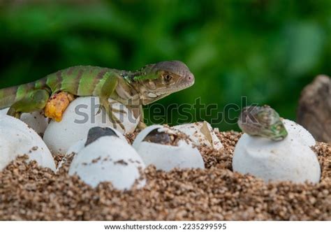 Baby Green Iguana Hatching Egg On Stock Photo 2235299595 | Shutterstock