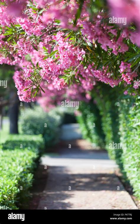 Racines Et Ombre Des Arbres Banque De Photographies Et Dimages à Haute Résolution Alamy