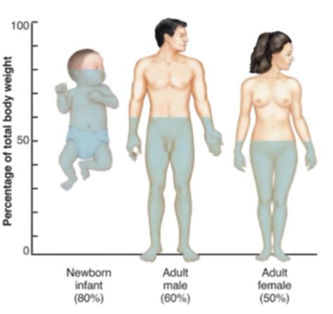 Body Fluid Compartments And Water Balance Flashcards Quizlet