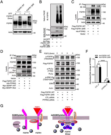 Fgfr1 Sumoylation Coordinates Endothelial Angiogenic Signaling In