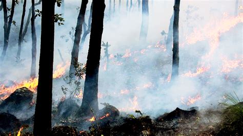 Devoran Incendios 100 Hectáreas De Selva En Chimalapas Comuneros Claman Ayuda Nvi Noticias