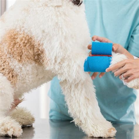 Comment Soulager L Arthrose Chez Le Chien Naturellement