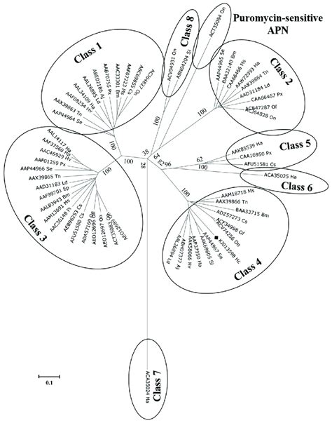 Phylogenetic Tree Derived From Clustal X Alignment Of Complete