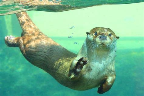 Se Puede Tener Una Nutria Como Mascota NORMATIVA 2022