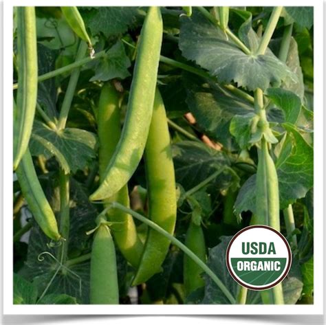 ORGANIC SEED- Pea: Green Arrow -Prairie Road Organic Seed