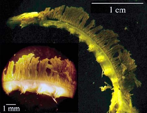 Figure 1 From Records Of Amur Sleeper Perccottus Glenii Odontobutidae