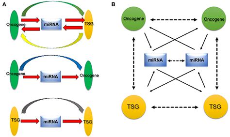 Frontiers New Insight Into Microrna Functions In Cancer Oncogene