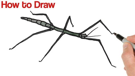 How To Draw Stick Bug Insect Drawing Youtube