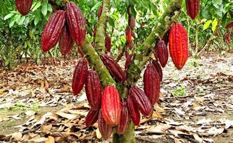 Plantas Cacao Ccn51 Bolsa Nacional De Productos Agropecuarios