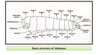 Insect Abdomen And Its Appendages Ppt