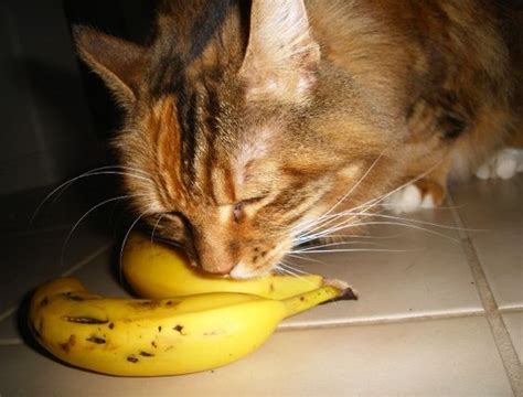 Beyond The Idea Of Attempting To Dress Your Cat Up As A Banana In Honor