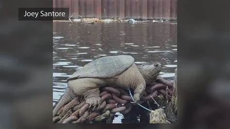 Giant Snapping Turtle Dubbed Chonkosaurus Spotted In Chicago