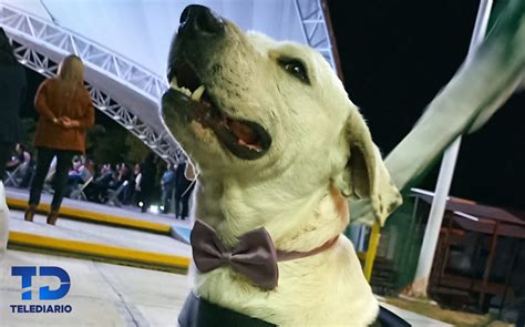 Matan a perro ingeniero en Universidad Tecnológica de Tehuacán