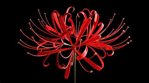 Red Spider Lily Wallpapers Top Free Red Spider Lily Backgrounds