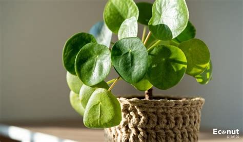 11 Common Issue With Chinese Money Plants