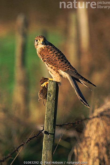 Stock Photo Of Kestrel With Dead Vole Falco Tinnunculus Yorkshire Uk