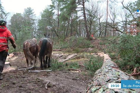 La forêt de Fontainebleau fait peau neuve