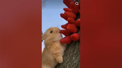 Cute Rabbit🐇🐇 Eating Strawberry🍓 Youtube