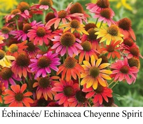 Seed Echinacea Cheyenne SPIRIT Seeds CONE FLOWER LONG BLOOM LAST CANADA