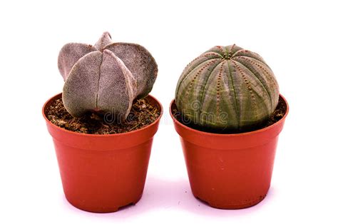 Euphorbia Obesa In Terracotta Pot On A Dark Background Stock Photo