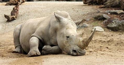 UNO Bericht Zum Artensterben 1 Millionen Tierarten Vom Aussterben