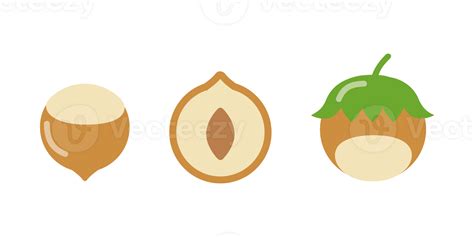 Whole Peeled Hazelnut Cut In Half Isolated 35537752 Png