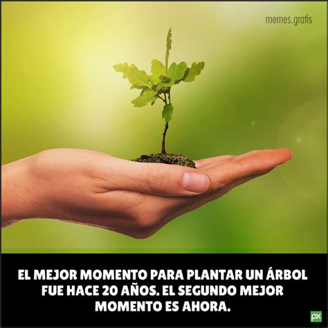 El mejor momento para plantar un árbol fue hace 20 años memes gratis