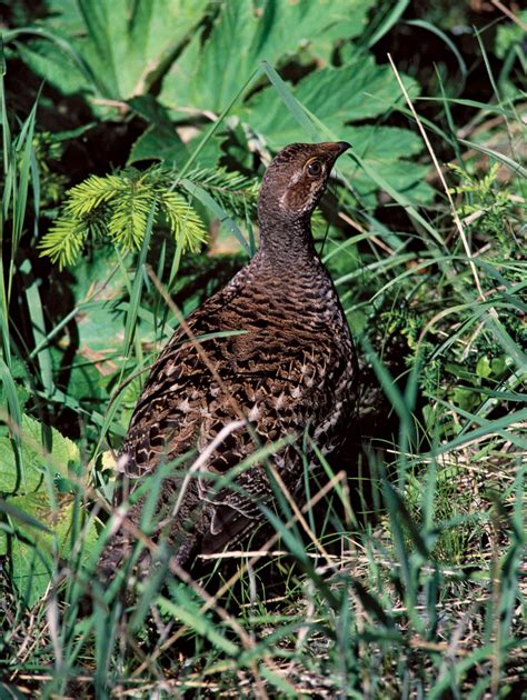 Grouse | Bird Species, Habitat & Diet | Britannica