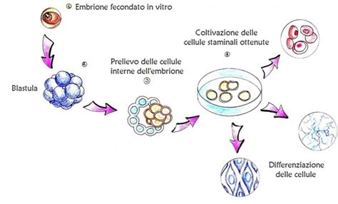 Cellule Staminali Cose Da Sapere Su Un Argomento Importante