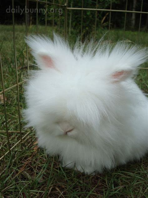 Fluffy Bunny Breed