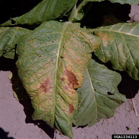 Tobacco Mosaic Virus Tmv Tobamovirus Tobacco Mosaic Virus