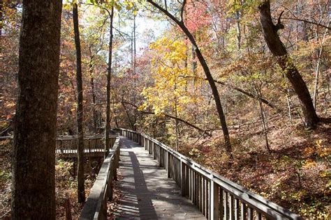 Desoto State Park Alabama Birding Trails