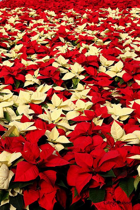 Alpenglow Images Poinsettia Photographs By Greg Russell