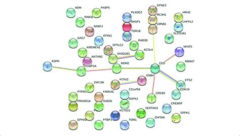 Protein Protein Interaction Network Each Node Represents A Protein